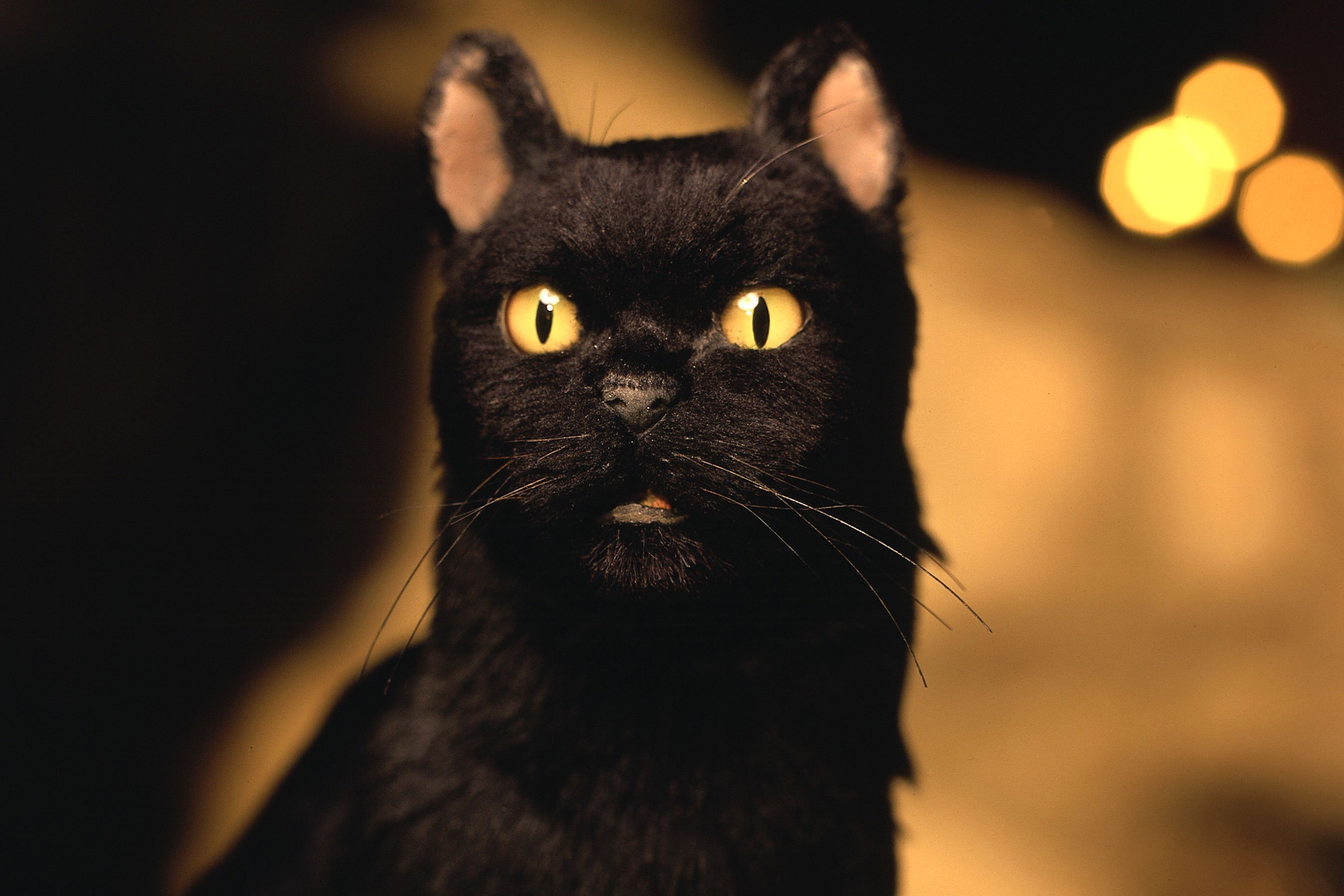 Черные кошки 9. Сэлим сабртна маленькая ведьма.