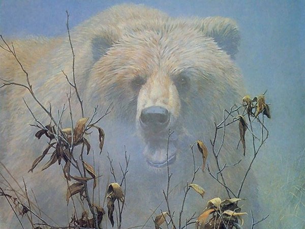 Бурый медведь арт (69 фото)