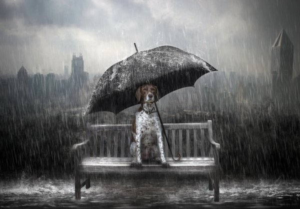 Собака под дождем арт (70 фото)