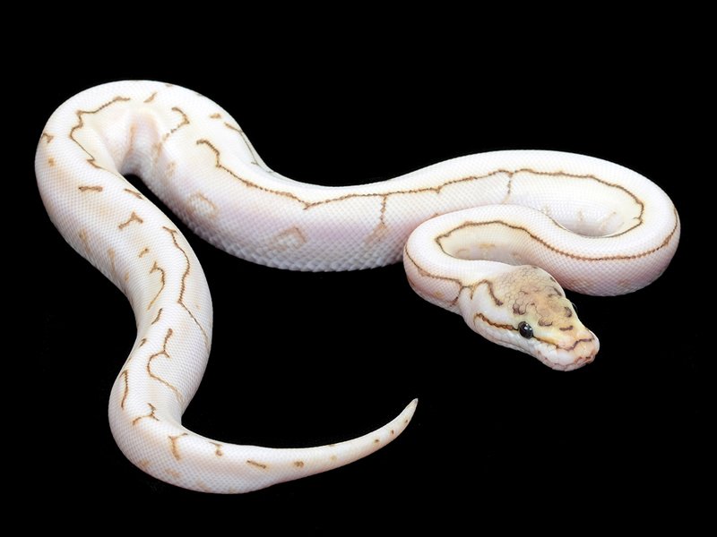 nuclear spinner ball python