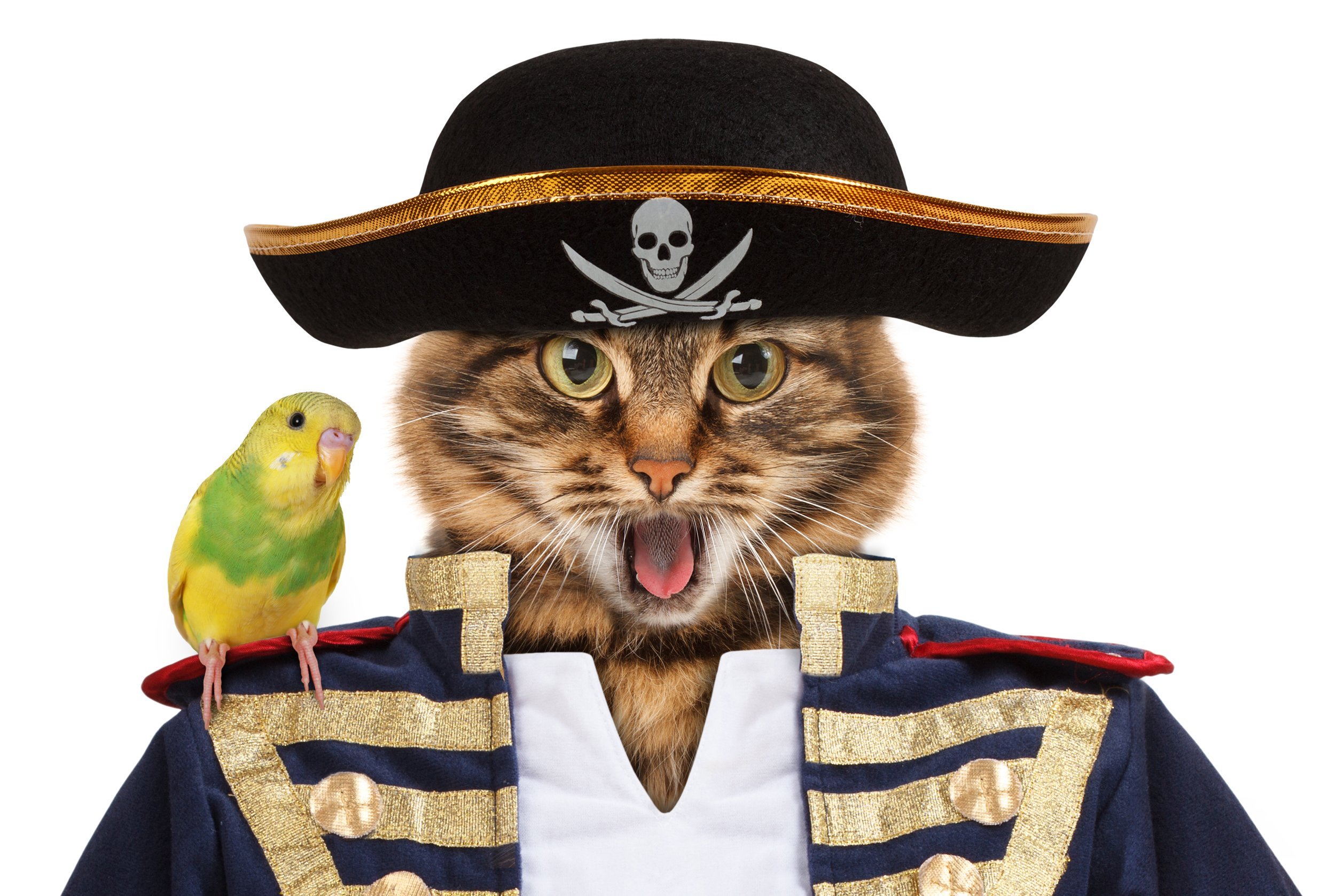 Кот уважает пирата. Кот пират. Котик в пиратской шляпе. Пират в треуголке с попугаем. Пират с котом на плече.