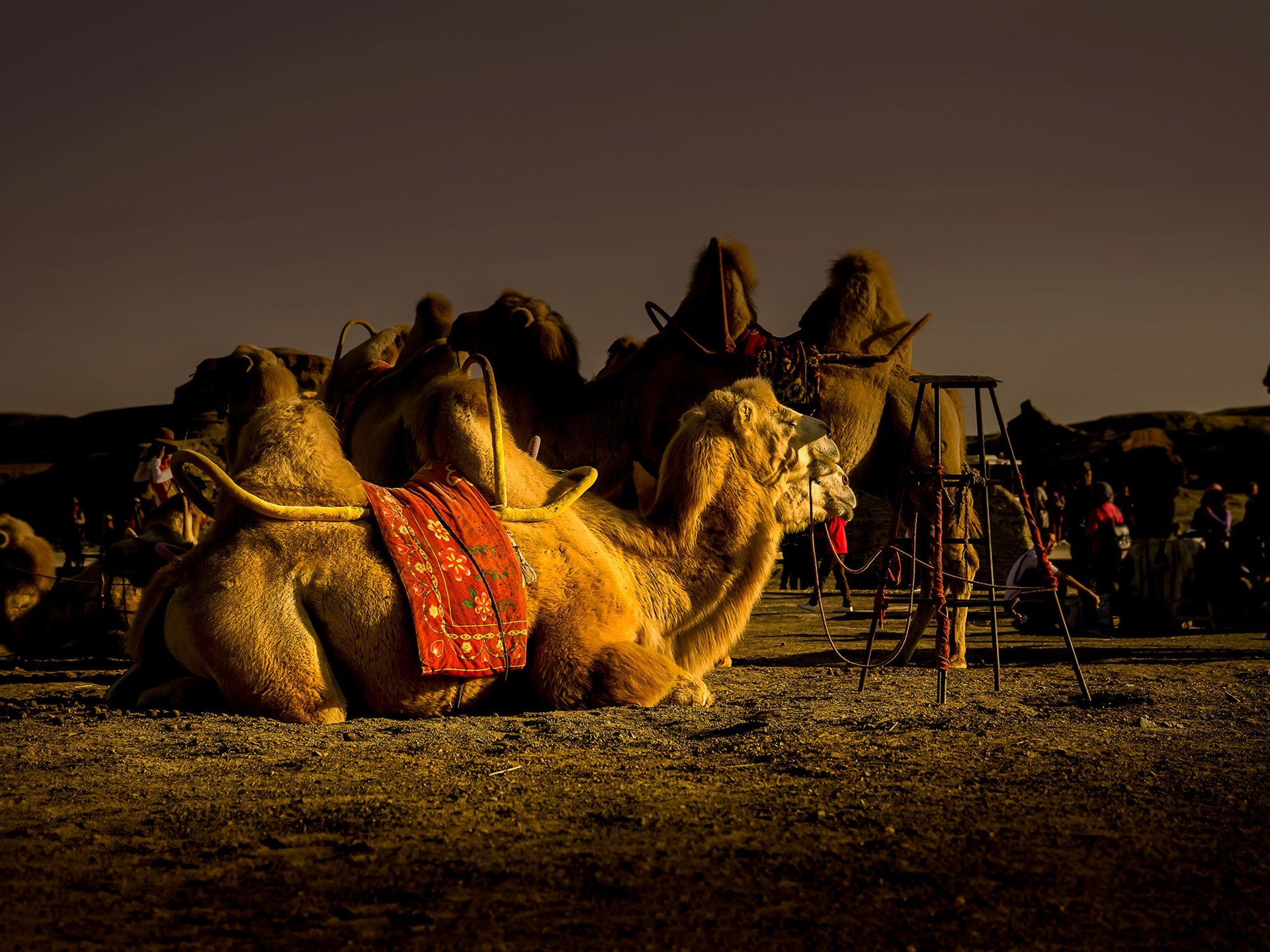 Самый караван. Бедуин на верблюде. Бедуины Жером. Бедуины на верблюдах в пустыне 20 век. Бедуин в пустыне арт.