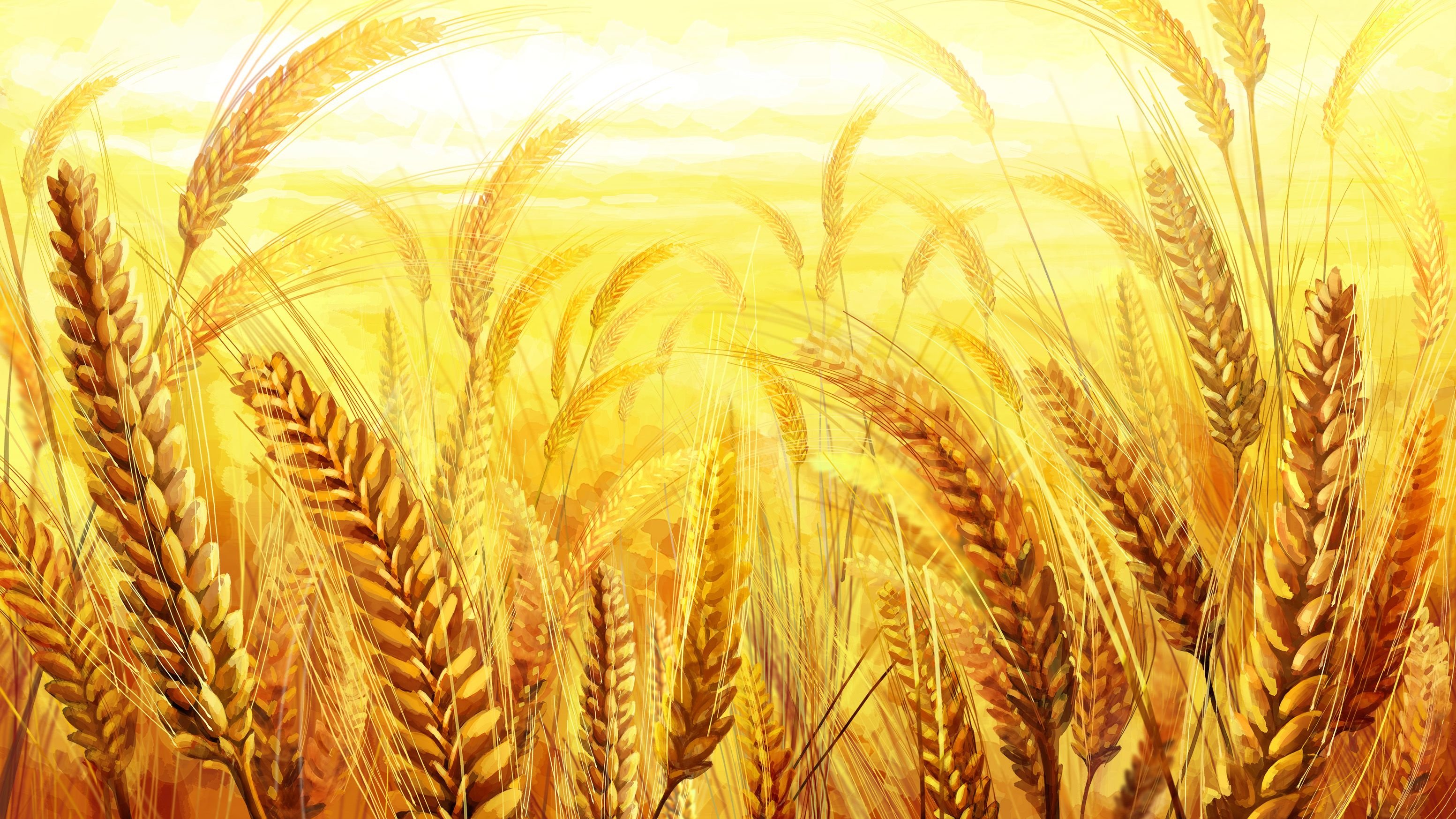 Ой жито жито. Золотой Колос пшеницы. Рисование Колосков золотые колоски. Колосья пшеницы. Пшеничное поле.