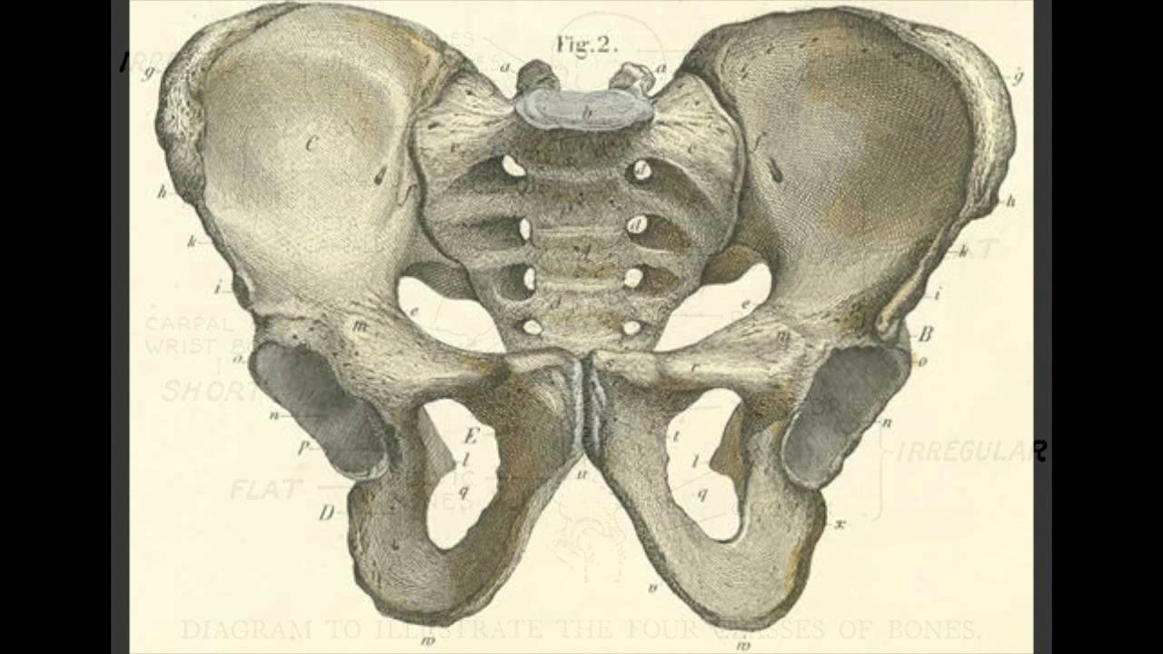 Три тазовые кости. Кости таза. Таз анатомия.