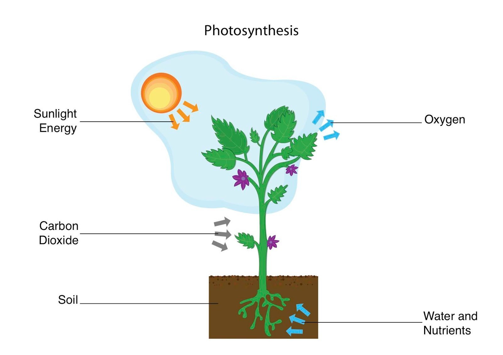 Схема процесса фотосинтеза рисунок. Схема фотосинтеза у растений. Схема процесса фотосинтеза. Фотосинтез растений схема 6 класс. Схема фотосинтеза 6 класс биология.