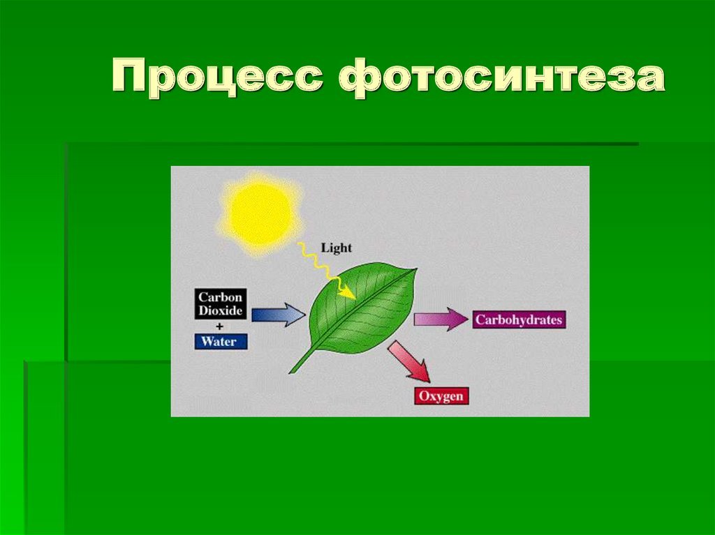 Нужен ли свет при фотосинтезе. Схема фотосинтеза 6. Механизм процесса фотосинтеза 6 класс. Модель фотосинтеза 6 класс биология. Схема фотосинтеза биология.