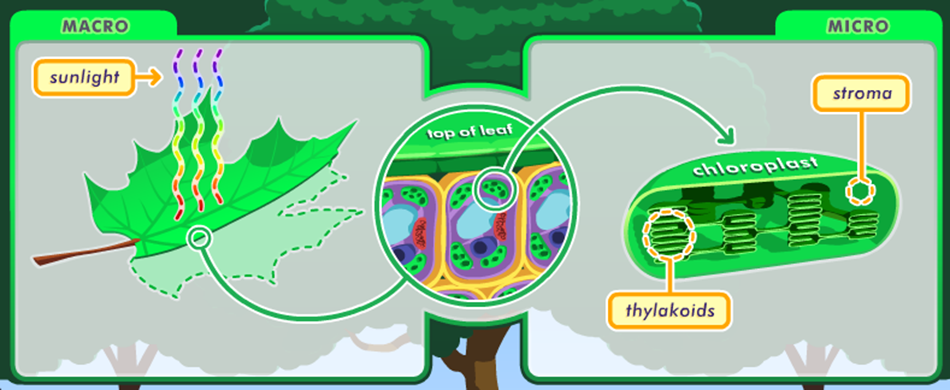 Какой ботаник изучает фотосинтез. Схема фотосинтеза у растений. Процесс фотосинтеза у растений схема. Схема фотосинтеза и дыхания растений. Процесс фотосинтеза в листе.