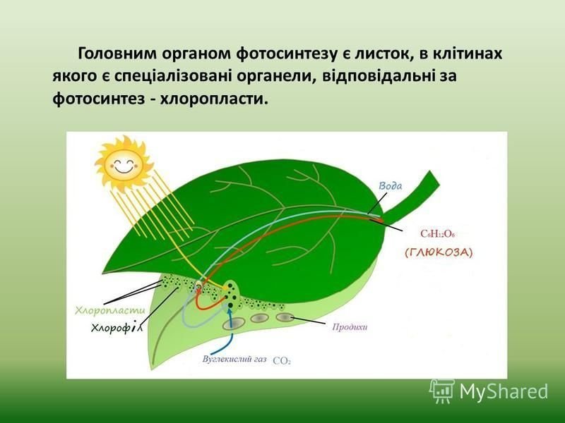 Какое значение имело возникновение фотосинтеза. Фотосинтез 6 класс биология. Схема процесса фотосинтеза. Схема фотосинтеза у растений. Процесс фотосинтеза рисунок.
