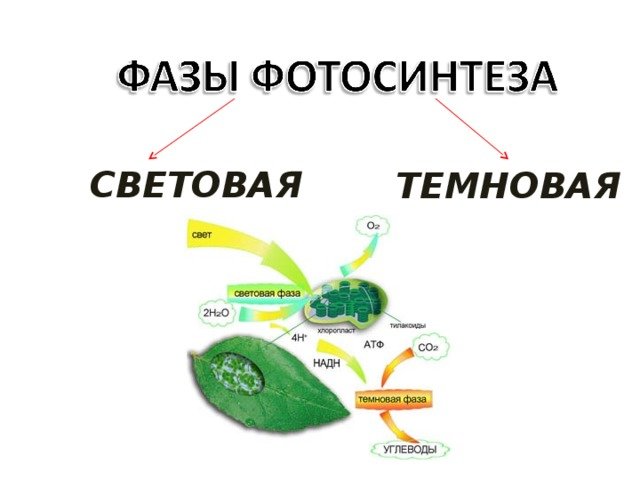 Составьте схему фотосинтеза. Темновая фаза фотосинтеза рисунок. Биосинтез углеводов фотосинтез схема. Схема процесса фотосинтеза. Световая стадия фотосинтеза.