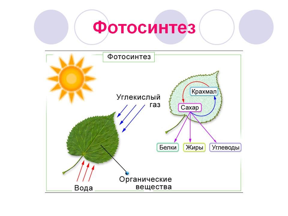 Таблица фотосинтез и дыхание растений 6 класс
