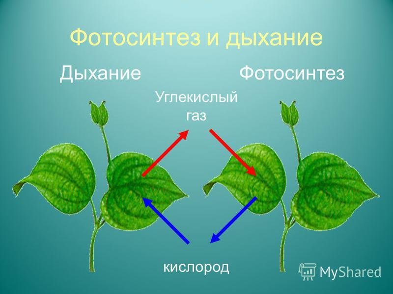 При фотосинтезе растения поглощают воду и кислород. Фотосинтез выделение кислорода. Фотосинтез у растений 2 класс. Фотосинтез углекислый ГАЗ. Фотосинтез и дыхание.