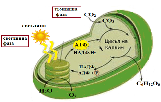 Хлоропласт темновая фаза. Фазы фотосинтеза рисунок ЕГЭ. Фотолиз воды фотосинтез. Световая фаза фотосинтеза схема ЕГЭ. Световая фаза в тилакоидах.