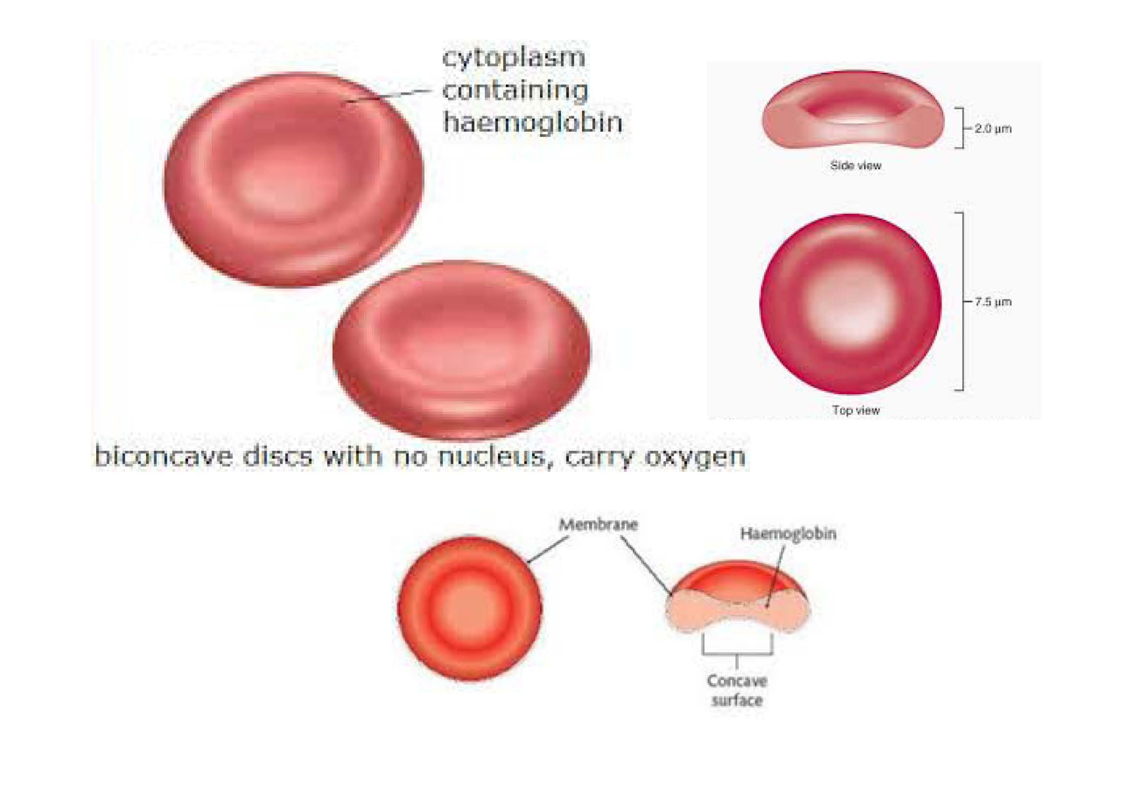 Рисунок эритроцита. Структура эритроцита человека. Red Blood Cells строение. Строение эритроцитов. Эритроцит схема строения.