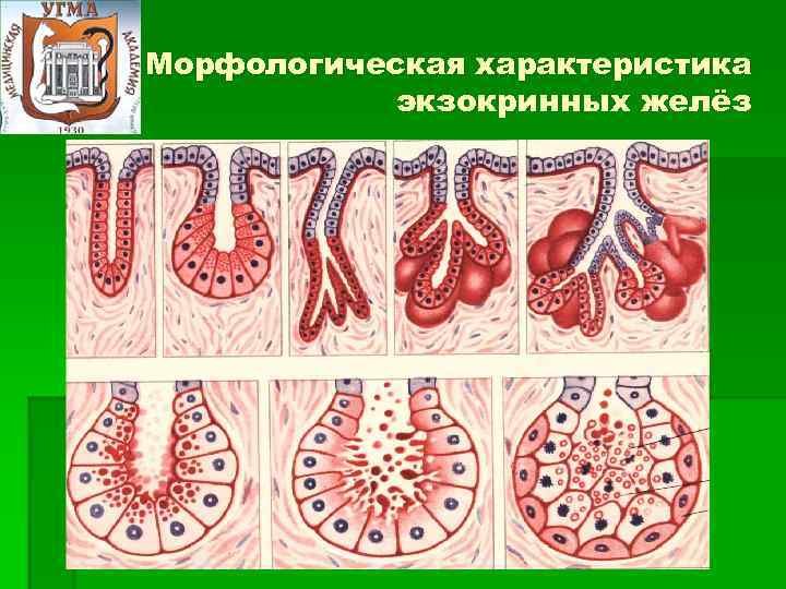 Экзокринные железы выводные протоки. Железистый эпителий анатомия. Типы секреции экзокринных желез. Строение экзокринной железы гистология. Экзокринные железы схема.