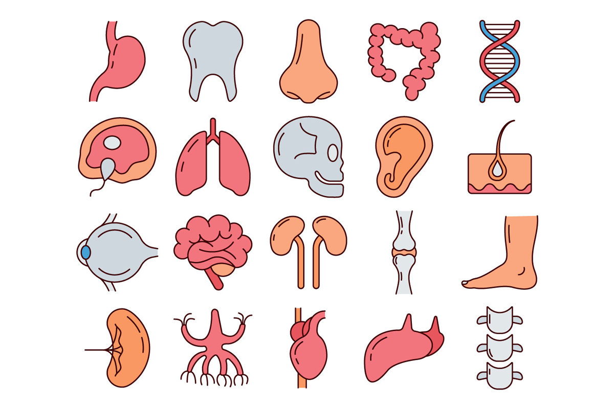 Органы человека картинка. Органы иконка. Органы человека вектор. Символ анатомии. Наклейки медицина.