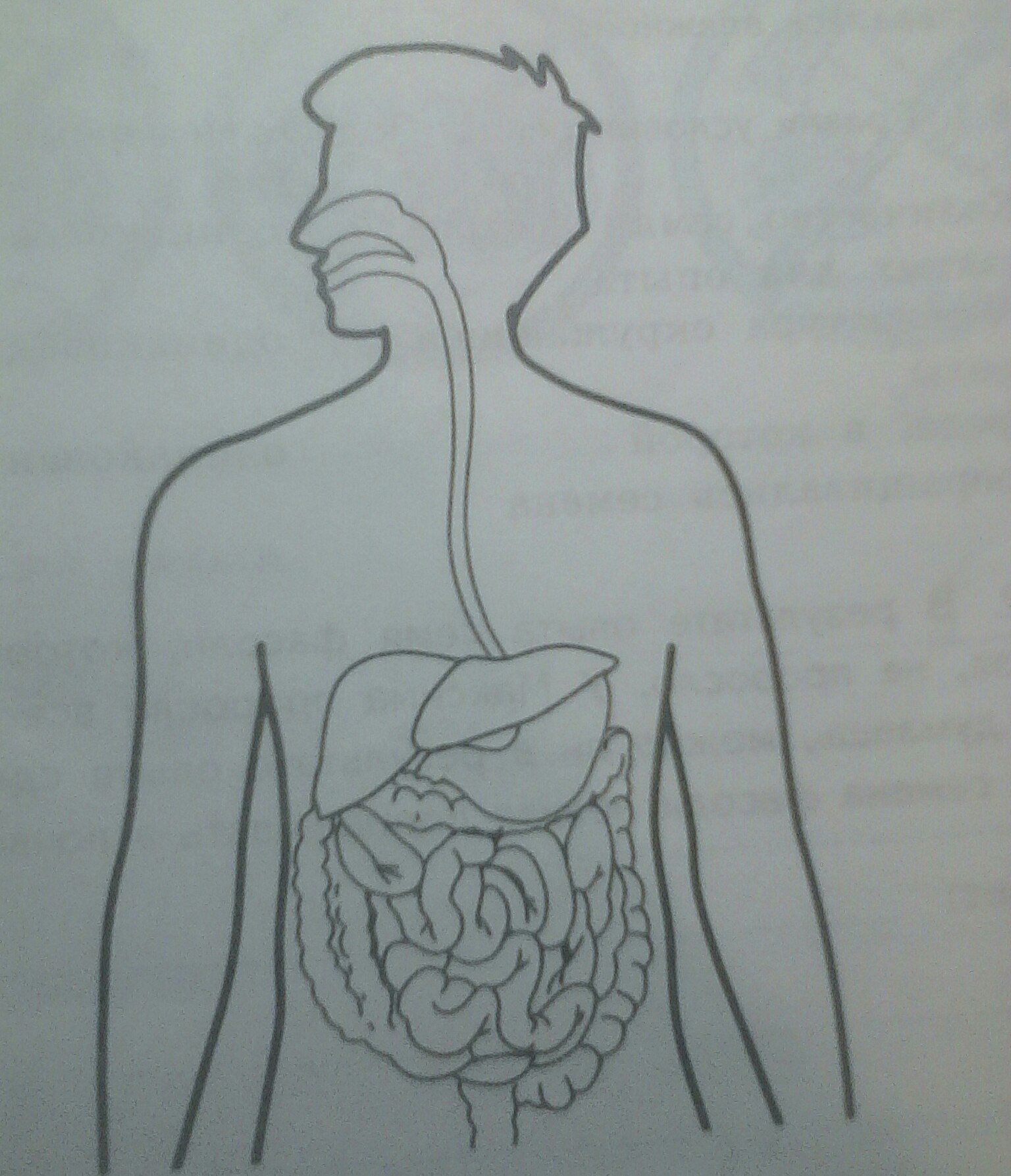 Изображения систем органов человека. Органы человека. Органы человека для рисования. Контур человека с органами. Силуэт человека с органами.