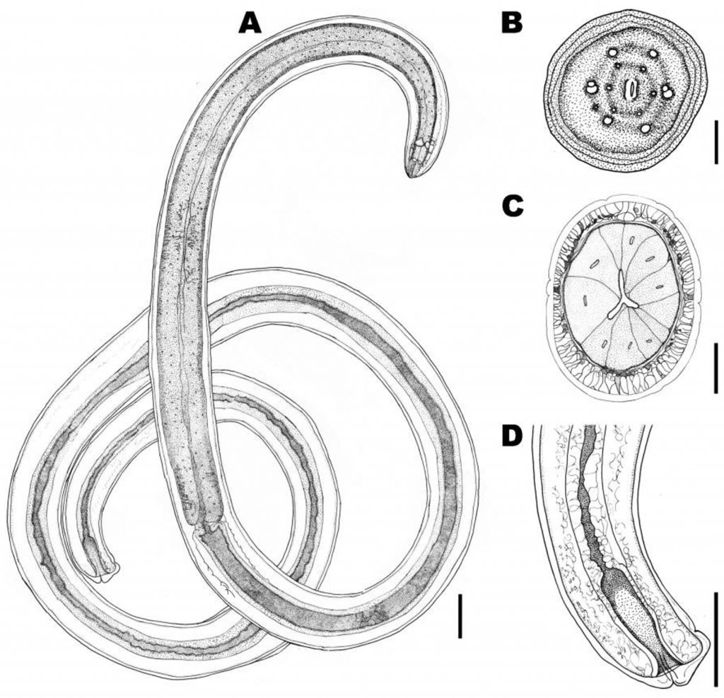 Аскарида тип. Нематоды Эустронгилидесы (eusrongylides). Тип круглые черви нематоды. Круглые черви нематоды строение. Тик Круглык черви нематоды.