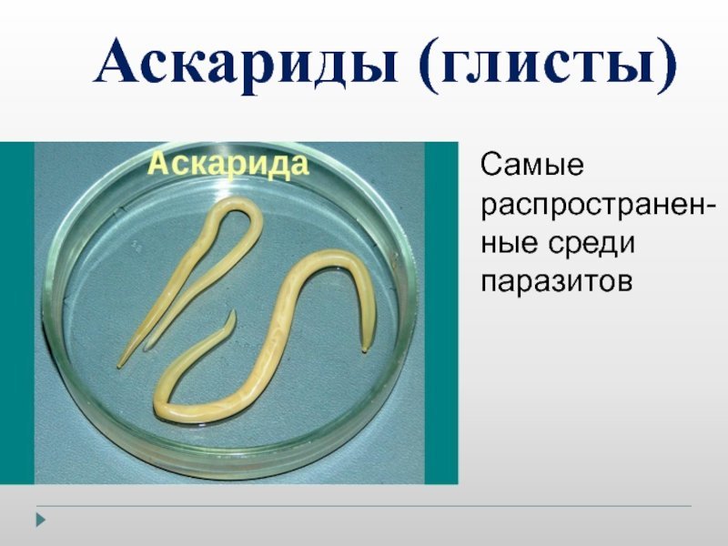 Аскарида тип. Аскариды группа червей. Аскариды относятся к группе. Человеческие черви аскариды паразитические.