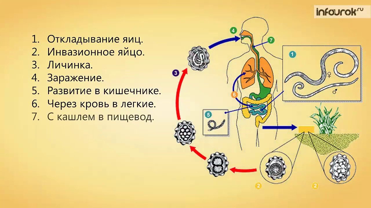 Последовательность процесса размножения человека. Круглые черви жизненный цикл аскариды. Схема развития человеческой аскариды. Цикл развития круглых червей схема. Цикл развития аскариды схема.