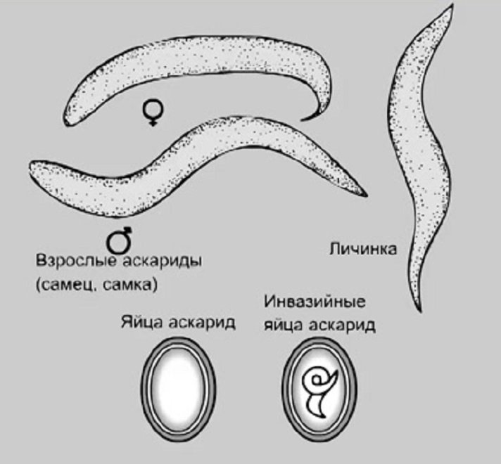 В каких органах личинки аскариды. Аскарида человеческая строение самца и самки. Аскарида человеческая строение самец. Строение самки и самца аскариды. Внешний вид самки и самца аскариды.