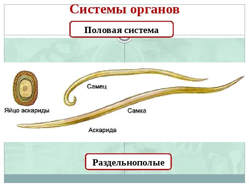 Особенности типа круглые черви. Круглые черви аскарида человеческая. Нематоды черви строение. Тип круглые черви аскарида человеческая. Тип круглые черви нематоды.