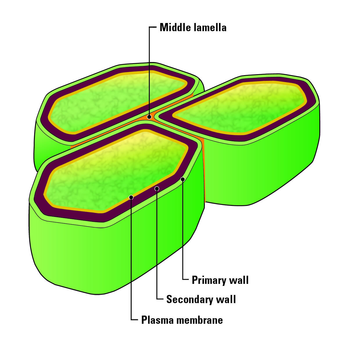 Строение вторичной клеточной стенки. Клеточная стенка растений. Строение клеточной стенки растений. Клеточная стенка растительной клетки.