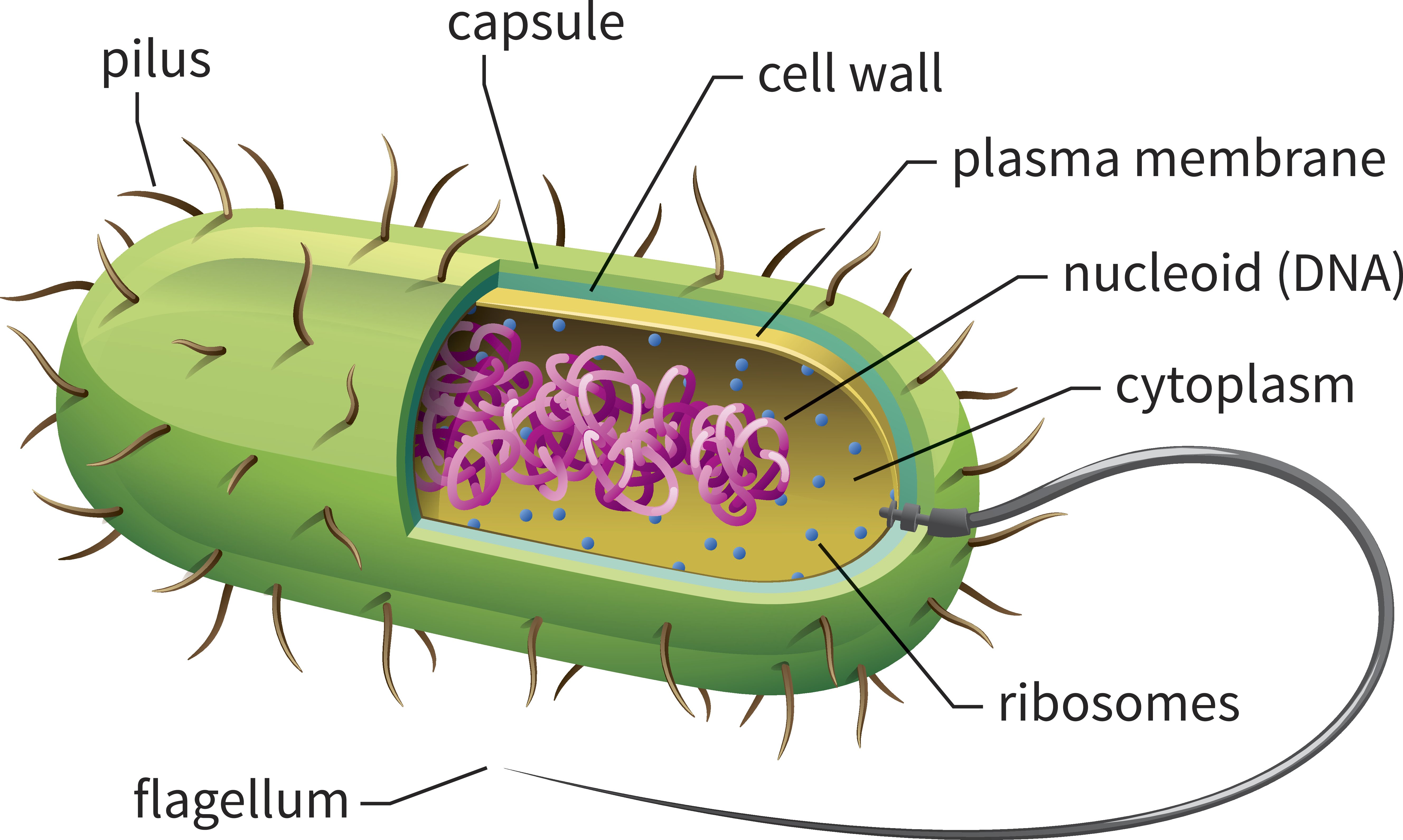 Бактерия прокариот строение. Структура прокариотической клетки. Строение бактериальной клетки прокариот. Строение прокариотической бактерии. Схема строения прокариотической клетки.