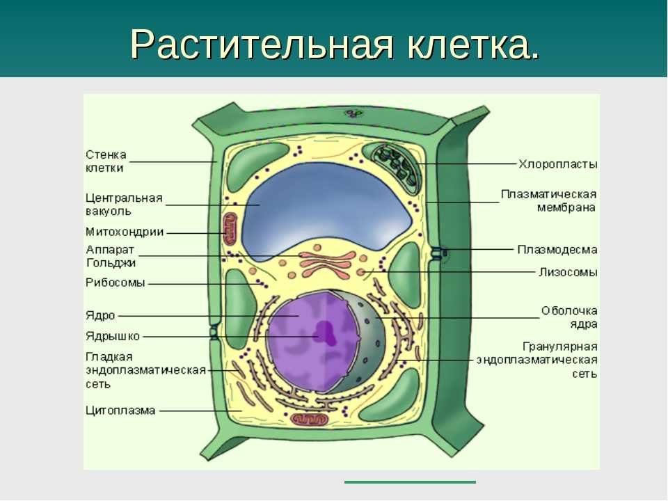 Изучение строения и функций клетки