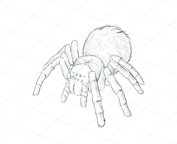 Идеи для срисовки паук (90 фото)