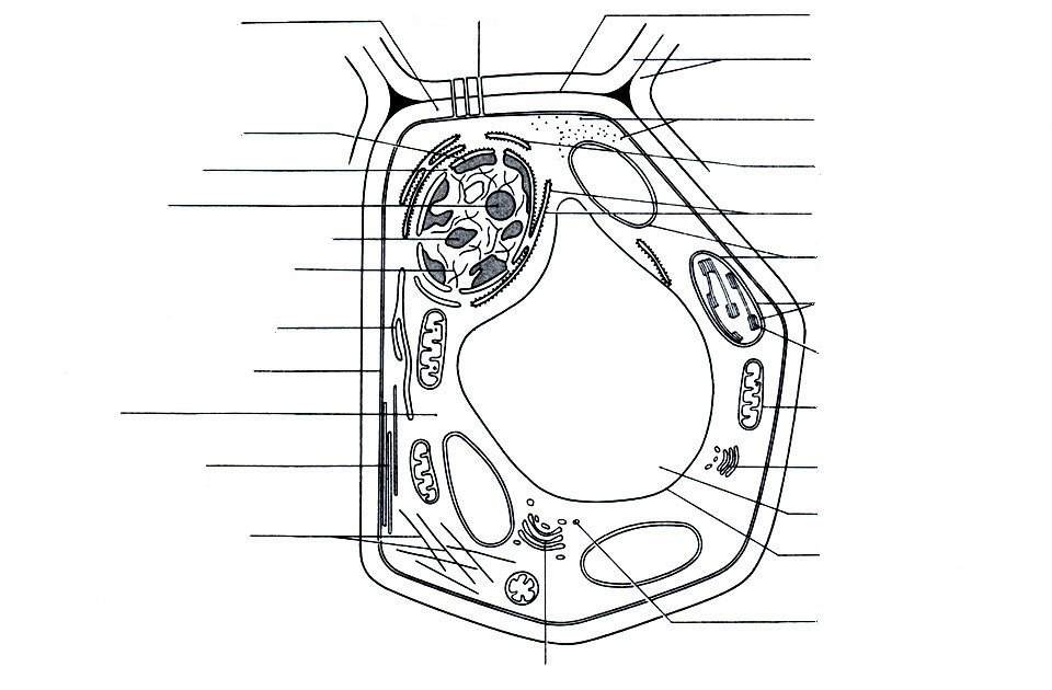 Рисунок растительной клетки с обозначениями 6. Рисунок растительной клетки листа. Клетка растения рисунок. Растительная клетка рисунок. Рисунки в клетку.