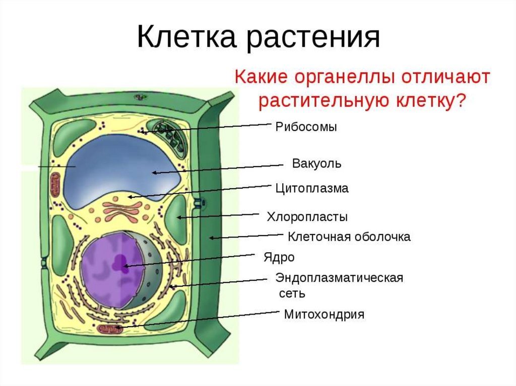 Растительные клетки названия. Схема строения растительной клетки. Строение растительной клетки 6. Строение клетки растительного происхождения. Растительная клетка с подписанными органоидами.