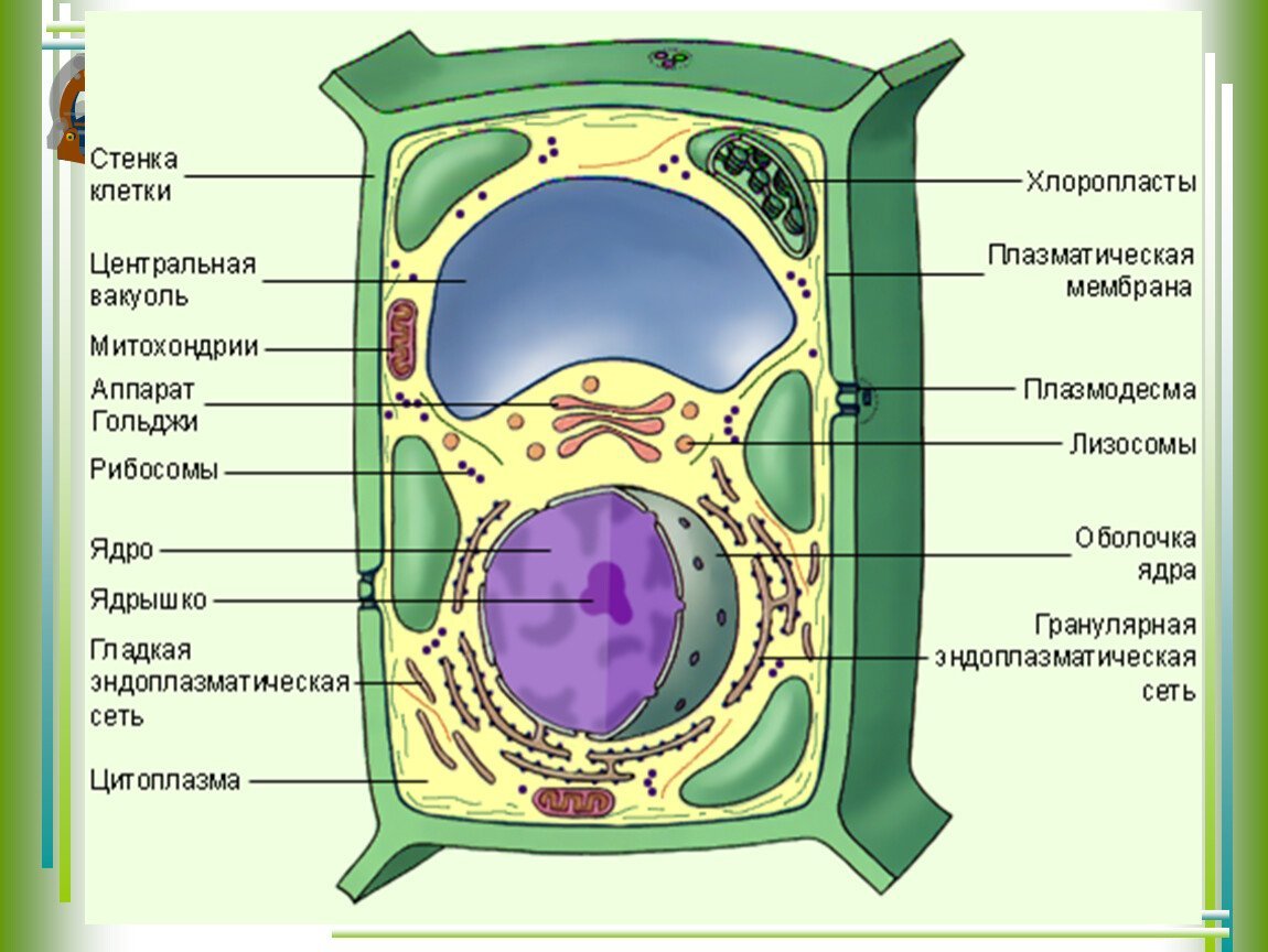 животная и раст клетки таблица фото 43