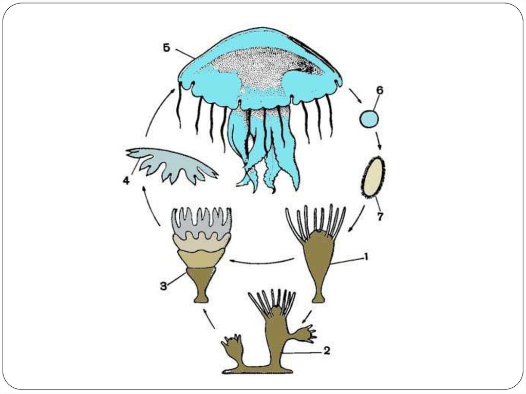 Стадия жизненного цикла медузы. Цикл развития сцифоидной медузы. Жизненный цикл сцифоидных медуз схема. Стадии развития сцифоидных медуз. Цикл развития сцифоидных.