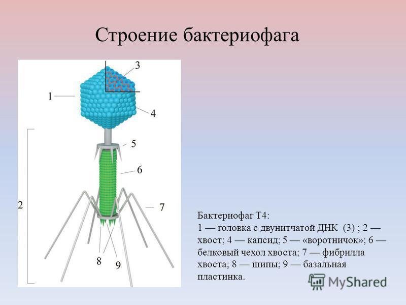 Белковый капсид. Строение вируса бактериофага т4. Капсид бактериофаг т4. Бактериофаг строение капсид. Строение бактериофага нуклеоид.