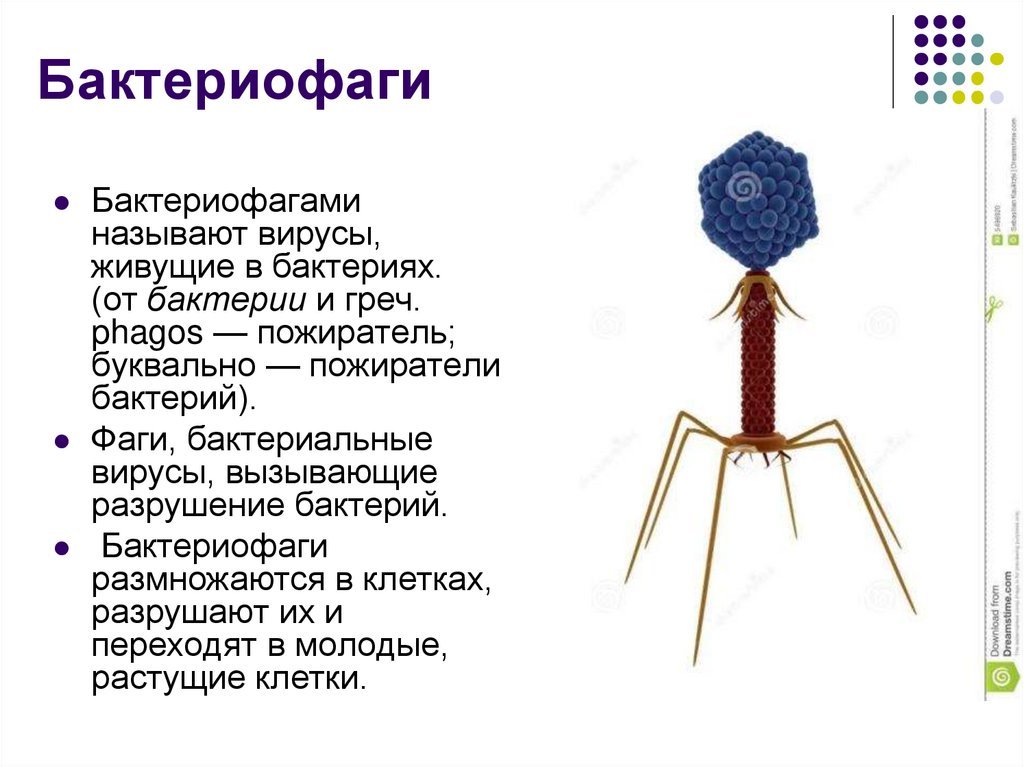 Наследственный аппарат вируса формы жизни бактериофаги. Вирус бактериофаг 5 класс. Функции бактериофага. Бактериофаг функции структур. Бактериофагов относят к.