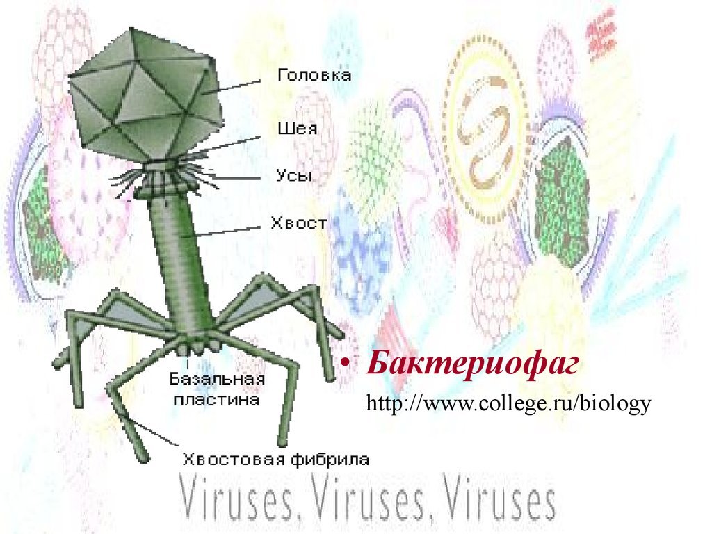 Наследственный аппарат бактериофага. Эшерихиозный бактериофаг. Вирус бактериофаг поделка. Базальная пластина у бактериофагов. Бактериофаг коли.
