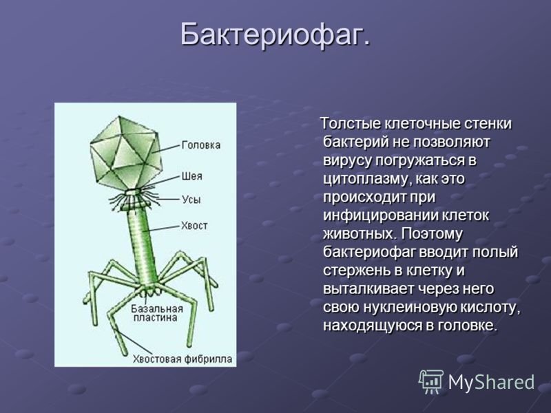 Наследственный аппарат бактериофага. Вирус бактериофаг. Бактериофаги Myoviridae. Фибриллы бактериофага функции. Вирус бактериофаг м13.