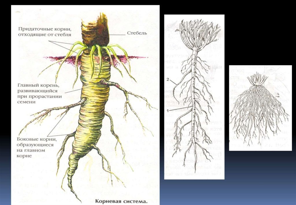 Выраженный главный корень. Строение корня придаточные корни. Корневая система придаточные корни. Строение придаточного корня у растений. Корень и корневище.