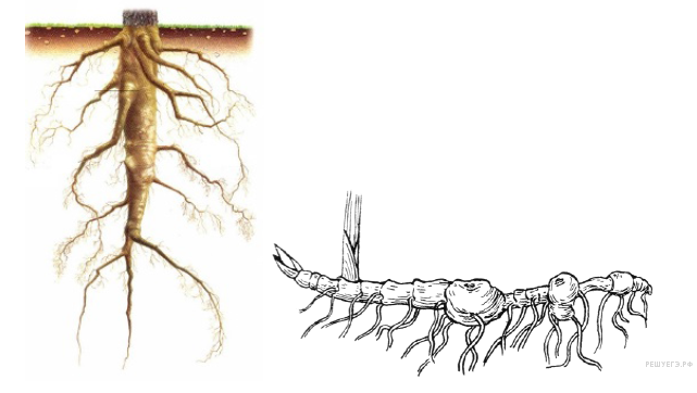 Отличить корень. Корневище отличается от корня. Корневище и корень различия. Корень и корневище разница. Отличие корневища от корня.