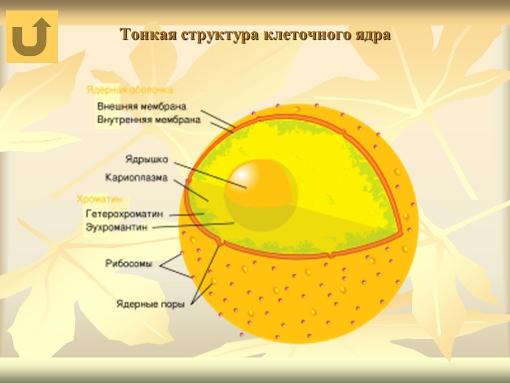 Ядро клетки окружено. Строение ядра эукариотической клетки. Состав ядра клетки. Структура ядра эукариотической клетки. Схема ядра биология.