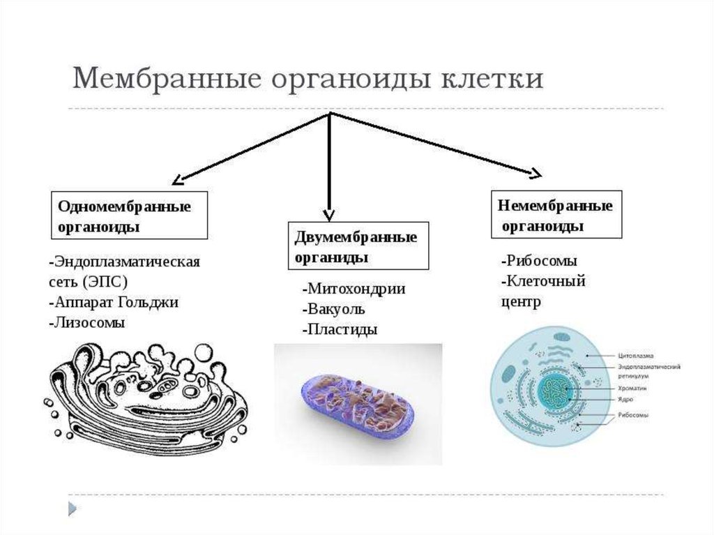 Пластиды прокариот. Мембранные органеллы клетки их строение и функции. Мембранная структура органоидов клетки. Назовите мембранные и немембранные органоиды клетки и их функции. Строение органоида мембраны.