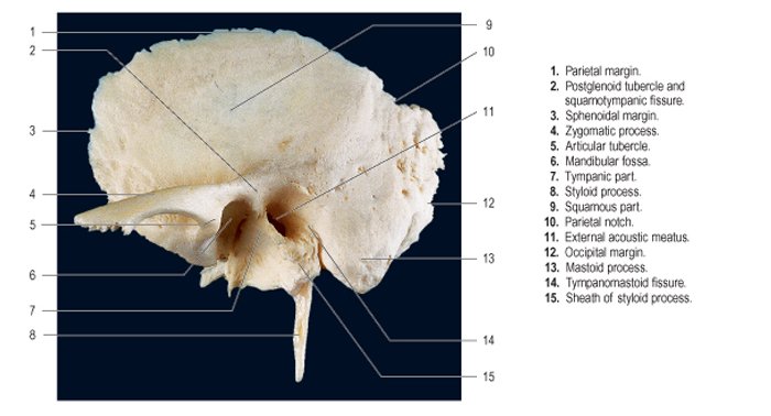 Изменения височной кости. Foramen mastoideum височная кость. Височная кость черепа анатомия человека. Височная кость строение Синельников. Строение височной кости анатомия.
