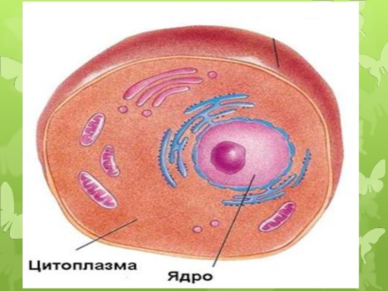 Клетка без цитоплазмы. Ядро цитоплазма. Клетка ядро цитоплазма. Строение цитоплазмы клетки. Yadro цитоплазмы.