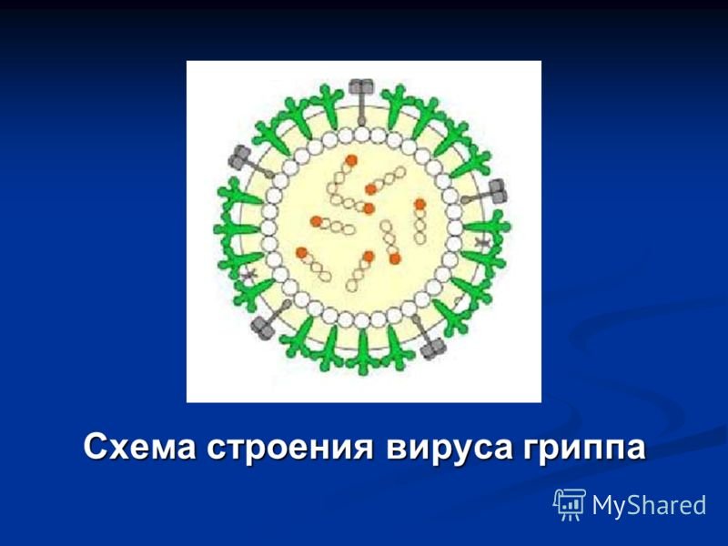 Белок вируса гриппа. Вирус гриппа схема. Строение вируса. Схема строения вируса гриппа. Схематическая структура вируса гриппа.