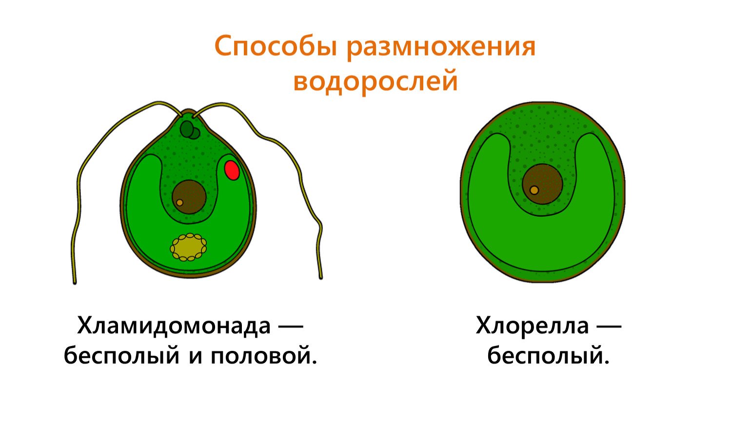Органы одноклеточных водорослей. Хлорелла водоросль строение. Одноклеточная водоросль хлорелла строение. Строение водоросли хламидомонады. Одноклеточная водоросль хламидомонада.