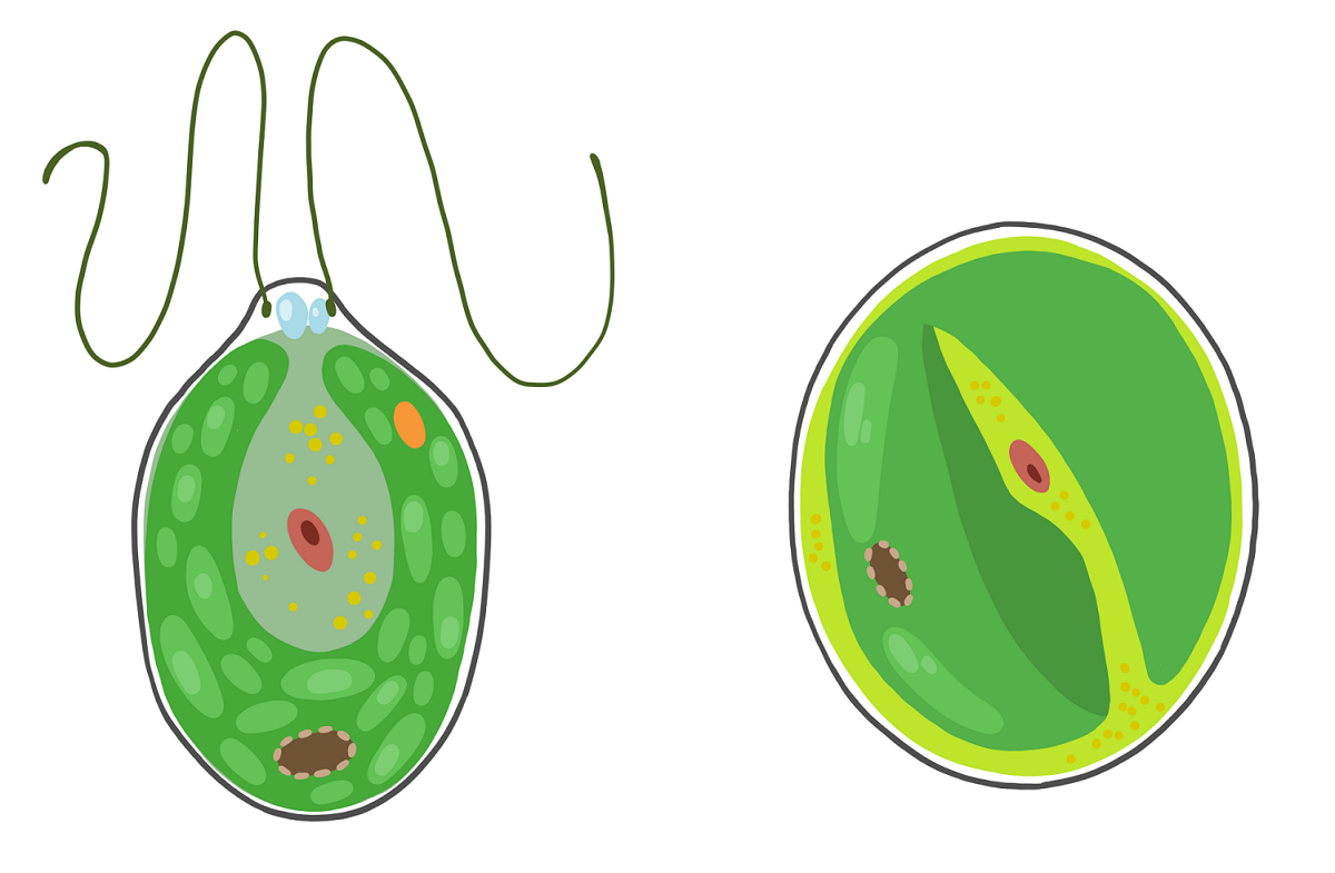 Одноклеточная зеленая водоросль хламидомонада. Одноклеточные водоросли хлорелла и хламидомонада. Хламидомонада и хлорелла. Зелёные водоросли хламидомонада. Одноклеточная водоросль хламидомонада.