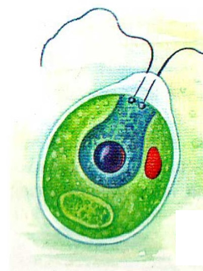 Глазок водоросли