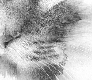 Шерсть карандашом. Шерсть кошки. Рисование шерсти животных. Шерсть животных карандашом.
