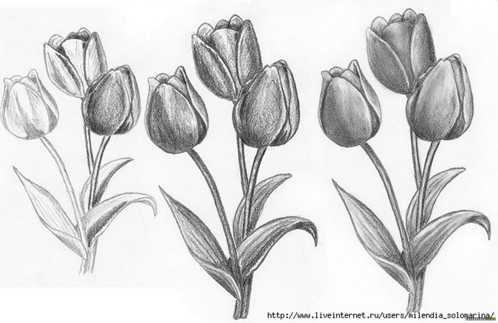 Нарисовать рисунок тюльпаны. Тюльпаны карандашом. Тюльпаны рисунок карандашом. Цветы карандашом тюльпаны. Наброски карандашом цветы.