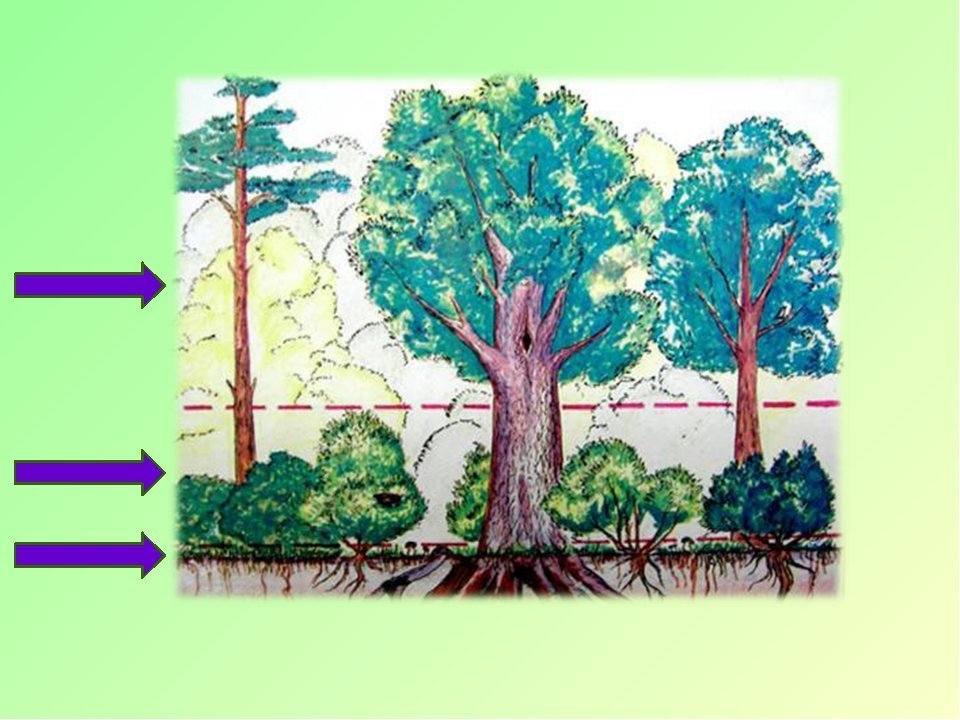 Рисунок природного сообщества 5 класс. Ярусность лесного фитоценоза. Ярусность сообщества лес. Лесные этажи ярусы лиственного леса. Широколиственный лес ярусы.